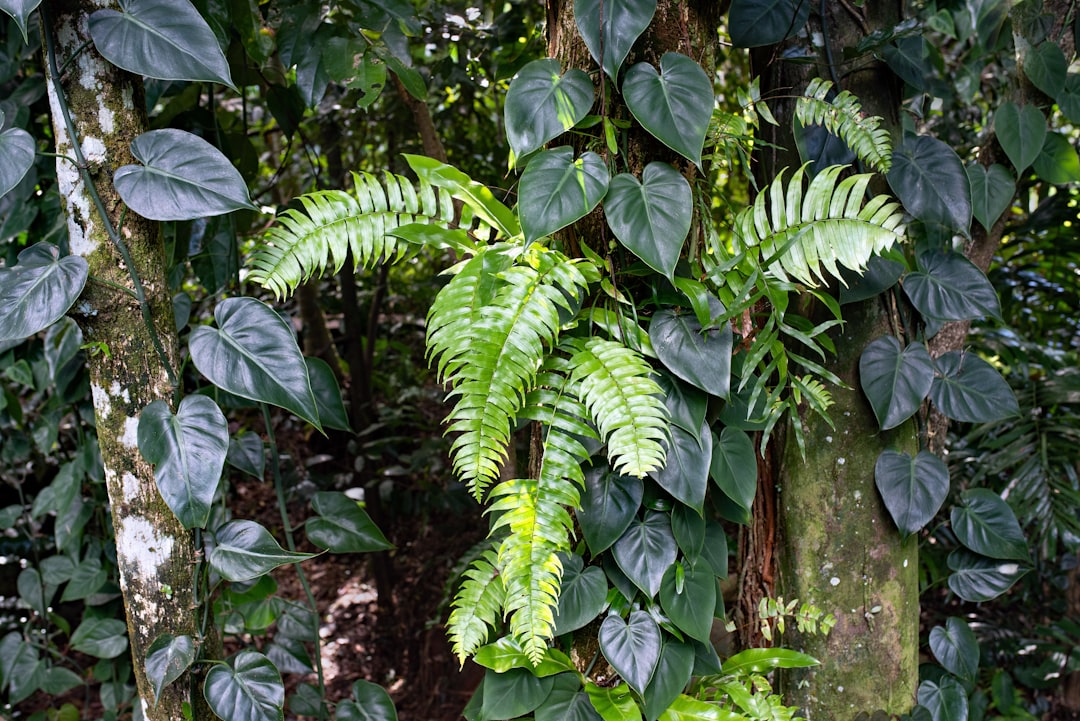 Photo Tropical rainforest